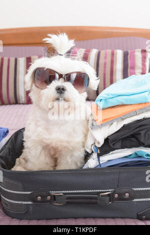 Petit chien maltese assis dans la mallette ou sac portant des lunettes de soleil et en attente d'un voyage Banque D'Images