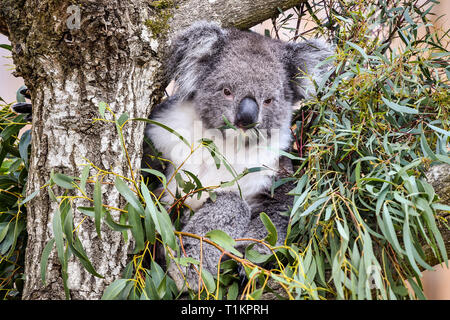 Un koala sud broute des feuilles d'eucalyptus au nouveau Koala Creek dans l'enceinte du Parc Safari de Longleat dans le Wiltshire. Le seul endroit en Europe pour la maison un groupe de koalas du sud de l'attraction s'ouvre au public le vendredi. Banque D'Images