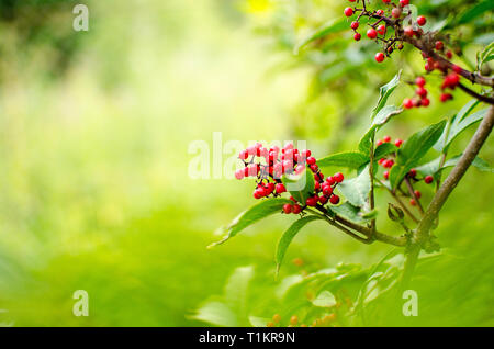 Rowanberries rouge sur une branche en été Banque D'Images