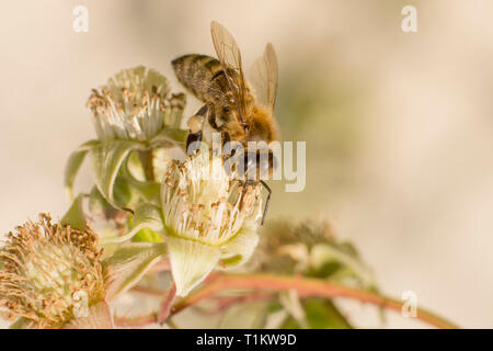 Siège d'abeilles sur un terminal blackberry blossom en face de la lumière arrière-plan flou Banque D'Images