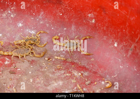 KASHGAR, Xinjiang / CHINE - 1 octobre 2017 : Trois scorpions dans une cuve en plastique - capturés à un marché de Kashgar. Banque D'Images