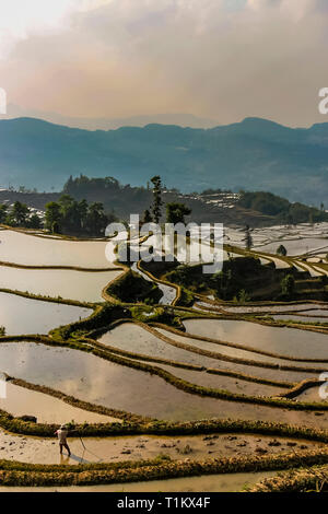 Comté de Yuanyang, Yunnan, Chine - 2014 : agriculteur s'occupe de son champ de riz Banque D'Images