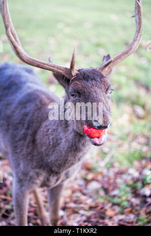 Cerf dans le parc Phoenix Banque D'Images