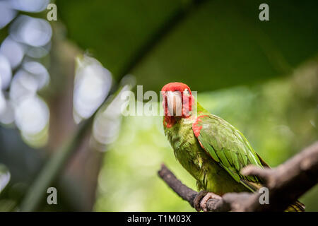 Conure à tête rouge sur une branche dans la forêt. Banque D'Images