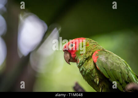 Conure à tête rouge sur une branche dans la forêt. Banque D'Images