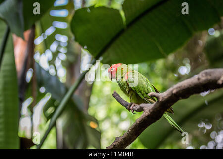 Conure à tête rouge sur une branche dans la forêt. Banque D'Images