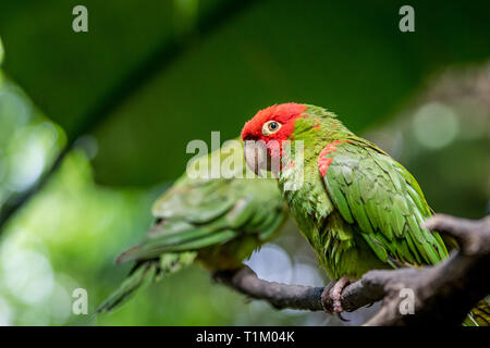 Conure à tête rouge sur une branche dans la forêt. Banque D'Images