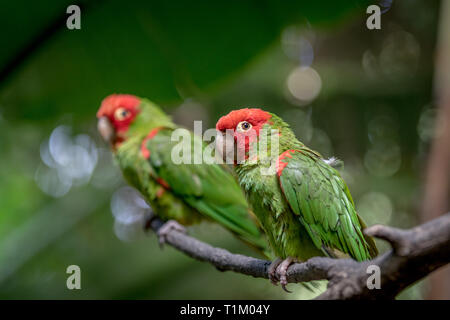 Conure à tête rouge sur une branche dans la forêt. Banque D'Images