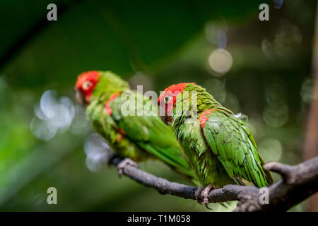 Conure à tête rouge sur une branche dans la forêt. Banque D'Images