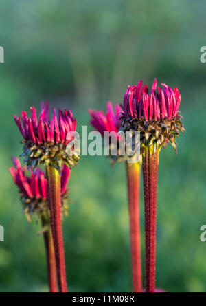 Echinacea purpurea 'Fatal Attraction' croissant dans une bordure de fleurs Banque D'Images