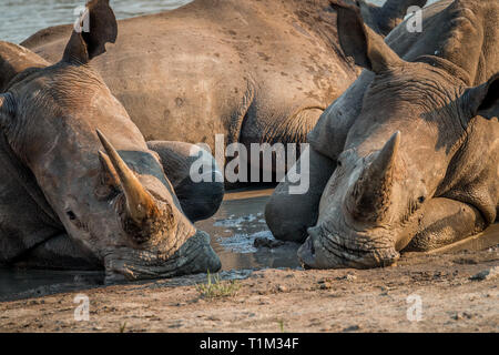 Deux rhinocéros blancs portant dans la boue, l'Afrique du Sud. Banque D'Images