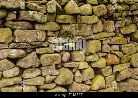 Un gros plan d'un mur en pierre sèche à Reeth, North Yorkshire, Angleterre, Royaume-Uni, avec un espace au milieu du mur Banque D'Images