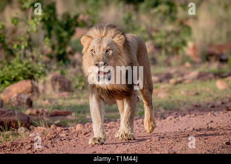 Grand mâle Lion marchant vers la caméra dans l'Welgevonden game reserve, Afrique du Sud. Banque D'Images