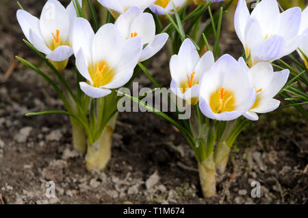 Au début du printemps des fleurs de crocus (Crocus chrysanthus 'Blue Pearl') dans le jardin. Banque D'Images