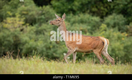 Été la nature paysages de curieux wild red deer (Cervus elaphus, Hind marcher avec prudence. Alerté par des animaux nature européenne. Banque D'Images