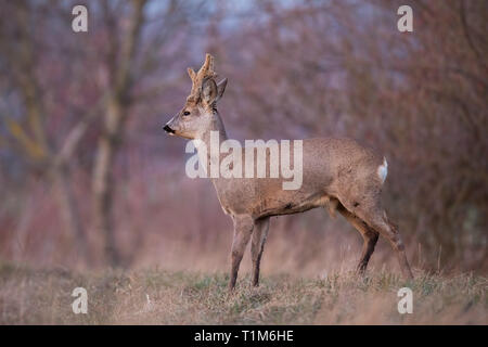 Chevreuil, Capreolus capreolus, buck avec de grands bois recouvert de velours. Alerté curieux animal sauvage en hiver. Roebuck avec bois en pleine croissance. Banque D'Images