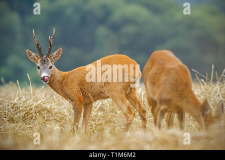 Chevreuil, Capreolus capreolus. couple pendant la saison de nattes. Cerfs mâles et femelles en milieu naturel. Roebuck regardant doe convoiter en rut se Banque D'Images