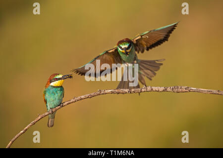 Paire de guêpiers d'Europe Merops apiaster, avec une prise. Deux oiseaux exotiques colorées à. La faune d'action paysage avec un oiseau tenant en insectes Banque D'Images