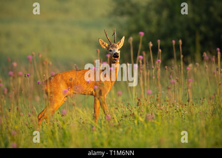 Chevreuil, Capreolus capreolus, buck en été. Animal sauvage avec l'espace autour de l'approche. Paysage de la faune mammifère de marcher sur une prairie avec des fleurs. Banque D'Images