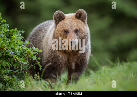 Fluffy Jeune ours brun, Ursus arctos en été. Cute animal sauvage à regarder la caméra. Paysages sauvages de la nature. Banque D'Images