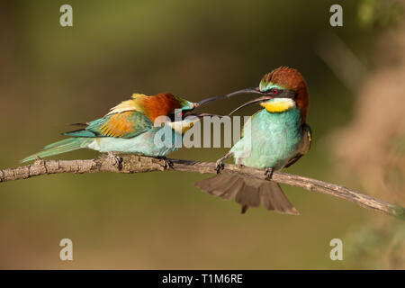 Paire de guêpiers d'Europe Merops apiaster, combats. Deux oiseaux exotiques colorées à avoir un conflit. La faune d'action paysage. Banque D'Images