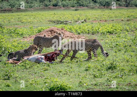 Les guépards se nourrissent d'une Impala mâle kill dans la Welgevonden game reserve, Afrique du Sud. Banque D'Images