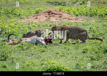 Les guépards se nourrissent d'une Impala mâle kill dans la Welgevonden game reserve, Afrique du Sud. Banque D'Images