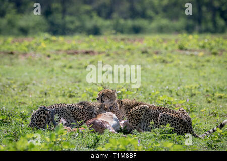 Les guépards se nourrissent d'une Impala mâle kill dans la Welgevonden game reserve, Afrique du Sud. Banque D'Images