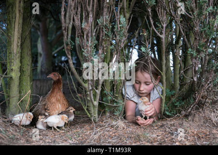 Girl holding baby chick en vertu de l'arbre sur farm Banque D'Images