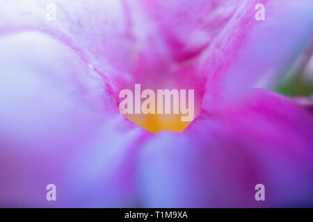 Extreme close up fleur de crocus mauve Banque D'Images