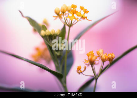Close up fleurs jaunes Banque D'Images