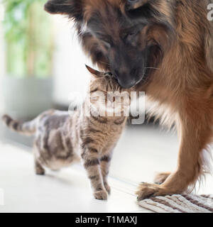 Chat et chien amis ensemble à l'intérieur. L'amitié entre les animaux domestiques. Banque D'Images