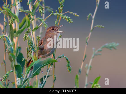 Les mâles adultes grasshopper warbler chant vocal Banque D'Images