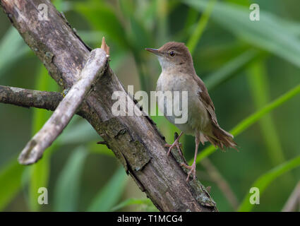 Mâle adulte Savi's warbler posant sur une branche sèche Banque D'Images