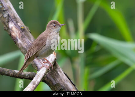 Mâle adulte Savi's warbler perché à une direction générale de Banque D'Images