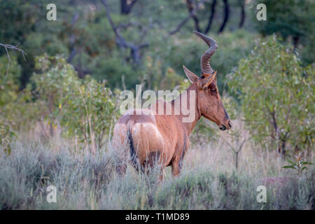 Bubale rouge debout dans l'herbe haute dans l'Welgevonden game reserve, Afrique du Sud. Banque D'Images