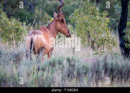 Bubale rouge debout dans l'herbe haute dans l'Welgevonden game reserve, Afrique du Sud. Banque D'Images