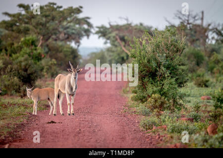 Éland du comité permanent sur la route dans l'Welgevonden game reserve, Afrique du Sud. Banque D'Images