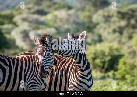 Deux zèbres collage en Welgevonden game reserve, Afrique du Sud. Banque D'Images