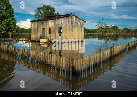 2015 Inondations en Amazonie brésilienne, Taquari, district de la ville de Rio Branco, l'état d'Acre. Les inondations ont touché des milliers de personnes dans l'Etat d'Acre, dans le nord du Brésil, depuis le 23 février 2015, lorsque certaines des rivières de l'état, en particulier l'Acre, la rivière a débordé. De plus fortes précipitations a forcé les niveaux de la rivière plus haut encore, et le 03 mars 2015, le gouvernement fédéral du Brésil a déclaré l'état d'urgence dans l'état d'Acre, où les conditions d'inondations situation a été décrite comme la pire en 132 ans. Une des zones les plus touchées est la capitale de l'état, Rio Branco, où le niveau de la rivière Acre accédons Banque D'Images