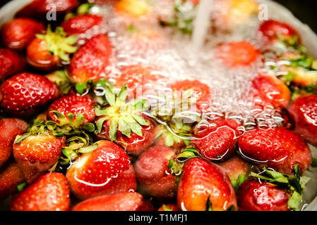 Les fraises dans un bol avec de l'eau, lavé pour éliminer les toxines et les impuretés avant de manger. Banque D'Images