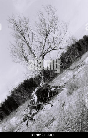 Arbre mourant dans Elginburg, Ontario, Canada - Haute qualité négatif numérisé - 35mm Banque D'Images