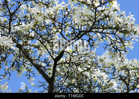 Magnolia Blanc en pleine floraison dans le soleil du printemps. Prises à Cardiff, Pays de Galles, Royaume-Uni Banque D'Images