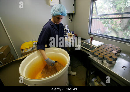 Les membres du personnel engagés dans les différents types d'emballage, aromatisés et fumé Sel de mer pur produit par l''Anglesey Sea Salt Company à leur usine donnant sur le détroit de Menai. C'est dans les eaux de l'Atlantique qui entourent l'île que l''Anglesey Sea Salt Company draine l'eau de mer pour faire son sel de mer bio produits. Banque D'Images