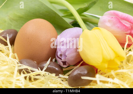 Oeufs en chocolat, oeuf de poule et de tulipes colorées pour Pâques et l'arrivée du printemps Banque D'Images