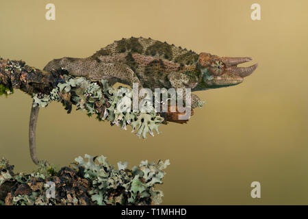 Jackson's Chameleon (Chamaeleo jacksonii, xantholophus) Banque D'Images