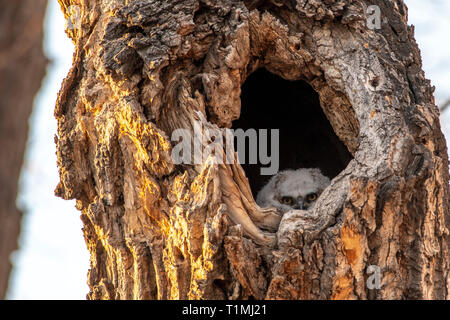 Grand-duc d'Owlet peeking out de trou d'arbre Banque D'Images