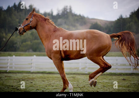 Cheval galopant dans un enclos clôturé. Banque D'Images