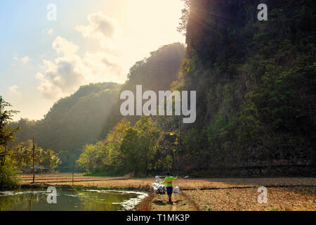 Un habitant marche à travers les rizières dans la région de calcaire karstique Rammang-Rammang, Sulawesi, Indonésie Banque D'Images