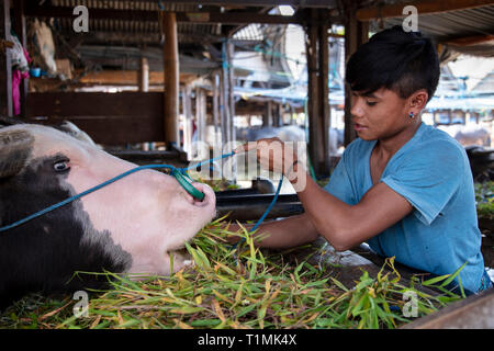 Un jeune homme Torajan à après le concours, rare albino, blue-eyed buffalo dans un marché de Buffalo Torajan, Sulawesi, Indonésie Banque D'Images